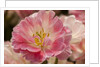 Pink Hybrid Tulip by Anonymous