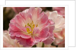 Pink Hybrid Tulip by Anonymous