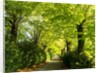 Tree lined road with Bright green Trees by Anonymous