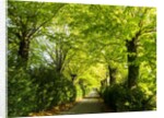 Tree lined road with Bright green Trees by Anonymous