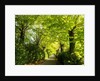Tree lined road with Bright green Trees by Anonymous