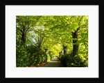 Tree lined road with Bright green Trees by Anonymous