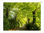 Tree lined road with Bright green Trees by Anonymous
