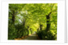 Tree lined road with Bright green Trees by Anonymous