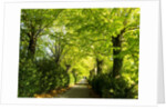 Tree lined road with Bright green Trees by Anonymous