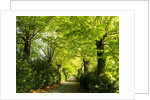 Tree lined road with Bright green Trees by Anonymous