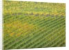 Autumn Vineyards Rows with Bright Color by Anonymous