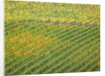 Autumn Vineyards Rows with Bright Color by Anonymous