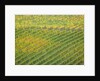 Autumn Vineyards Rows with Bright Color by Anonymous