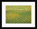Autumn Vineyards Rows with Bright Color by Anonymous