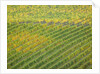 Autumn Vineyards Rows with Bright Color by Anonymous
