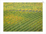 Autumn Vineyards Rows with Bright Color by Anonymous