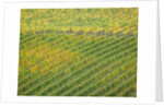 Autumn Vineyards Rows with Bright Color by Anonymous