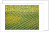 Autumn Vineyards Rows with Bright Color by Anonymous
