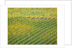 Autumn Vineyards Rows with Bright Color by Anonymous