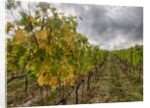 Autumn Vineyards Rows with Bright Color by Anonymous