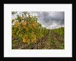 Autumn Vineyards Rows with Bright Color by Anonymous