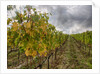 Autumn Vineyards Rows with Bright Color by Anonymous