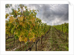 Autumn Vineyards Rows with Bright Color by Anonymous