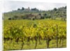 Autumn Vineyards with Bright Color with Villa at on hill by Anonymous
