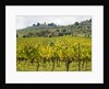 Autumn Vineyards with Bright Color with Villa at on hill by Anonymous