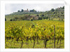 Autumn Vineyards with Bright Color with Villa at on hill by Anonymous