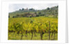 Autumn Vineyards with Bright Color with Villa at on hill by Anonymous