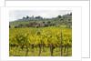Autumn Vineyards with Bright Color with Villa at on hill by Anonymous