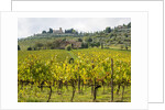 Autumn Vineyards with Bright Color with Villa at on hill by Anonymous