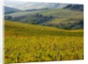 Autumn Vineyards with Bright Color by Anonymous