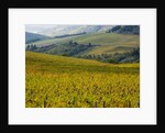 Autumn Vineyards with Bright Color by Anonymous
