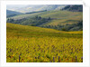 Autumn Vineyards with Bright Color by Anonymous