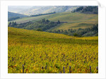 Autumn Vineyards with Bright Color by Anonymous