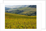 Autumn Vineyards with Bright Color by Anonymous