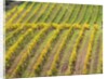 Autumn Vineyards Rows with Bright Color by Anonymous