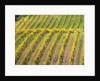 Autumn Vineyards Rows with Bright Color by Anonymous