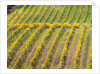 Autumn Vineyards Rows with Bright Color by Anonymous