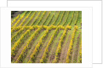 Autumn Vineyards Rows with Bright Color by Anonymous