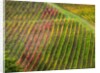 Autumn Vineyards Rows with Bright Color by Anonymous