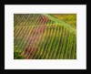 Autumn Vineyards Rows with Bright Color by Anonymous
