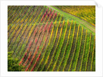 Autumn Vineyards Rows with Bright Color by Anonymous