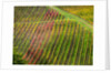 Autumn Vineyards Rows with Bright Color by Anonymous