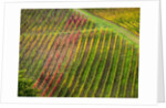 Autumn Vineyards Rows with Bright Color by Anonymous