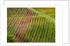 Autumn Vineyards Rows with Bright Color by Anonymous