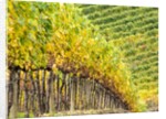 Autumn Vineyards Rows with Bright Color by Anonymous