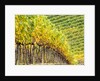 Autumn Vineyards Rows with Bright Color by Anonymous