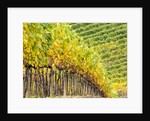 Autumn Vineyards Rows with Bright Color by Anonymous
