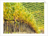 Autumn Vineyards Rows with Bright Color by Anonymous