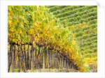 Autumn Vineyards Rows with Bright Color by Anonymous