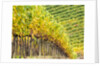 Autumn Vineyards Rows with Bright Color by Anonymous